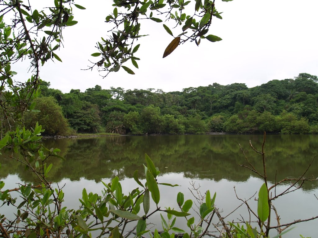 Floresta Maiombe